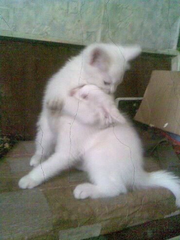 кошка с разными глазами: Кошка даром: Ангорская, 2 месяца, Девочка, Приучена к лотку