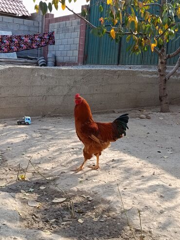 купить домик для кошки недорого: Продаю | Петух | Полубрама | Для боев