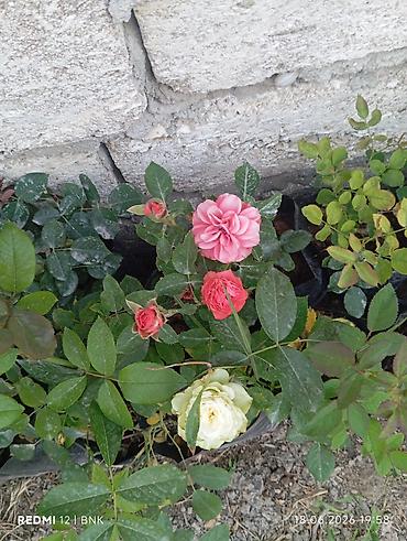 col bitkiləri: Miniatür qızılgül kolları (qapda əkilmiş) - Çeşid: mini/qrup — 10