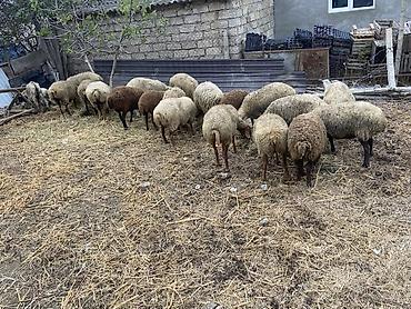Qoyunlar, qoçlar: 21 baş heyvandın 16 ana qoyun 2 si quzu 13-12 kq quzudu 1 qoçdu 1 dənə — 2