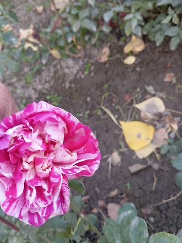 Другие садовые цветы и кустарники: Саженцы садовых роз и хризантем - Розы чайно-гибридные/флорибунда — 15