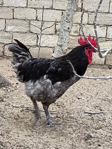 Xoruzlar: Məhsul: Safqan xoruzlar Təsvir:Təmiz qan Alman astralop cins — 12