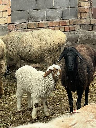 Баран, овца: Продаю | Овца (самка) | Для разведения | Матка — 6