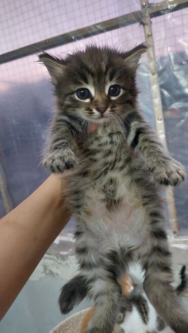 Pişiklər: Britan, Erkək, Dişi, Yaxşı əllərə, Ödənişli çatdırılma — 12