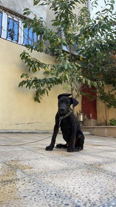 doberman balası: Doberman, 4 ay, Erkek, Peyvəndli, Ödənişli çatdırılma