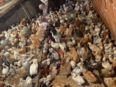 Toyuqlar: Satılır durçinka,serbilis,hündüşka -da lalafo.az — 10 Toyuqlar: Satılır durçinka,serbilis,hündüşka — 10