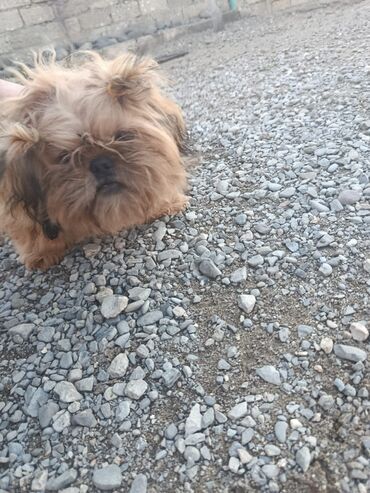 İtlər: Pudel, 8 ay, Erkek, Peyvəndli, Pulsuz çatdırılma — 5