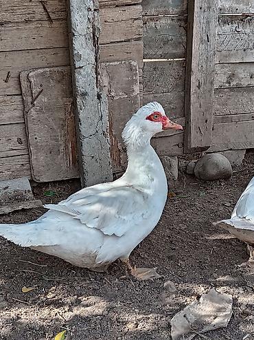 qala cinsi qoyun satilir: Dişi, | Lal ördək, Damazlıq, Ünvandan götürmə — 1