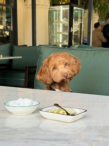 mini spitz: Pudel, 8 ay, Erkək, Sənədli, Pulsuz çatdırılma — 2