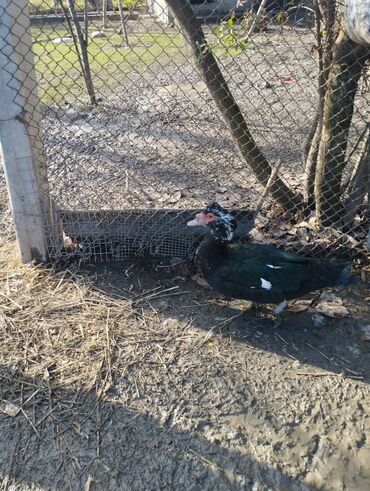Ördəklər: Salam super damazliq ve kesimlik ucun agir heyvanlardi ag krasnadarlar — 1
