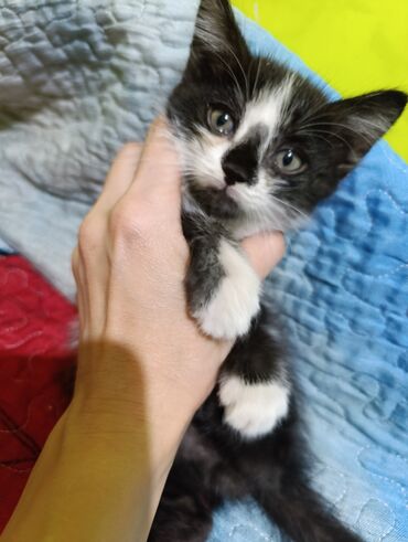 сколько стоит вислоухий котенок: Кошка даром: Беспородная, 3 месяца, Мальчик