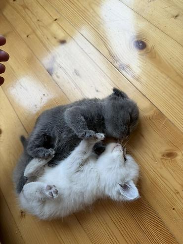 Pişiklər: Britan — 13