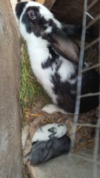 dovwan satiwi: Dovsanlar satilir