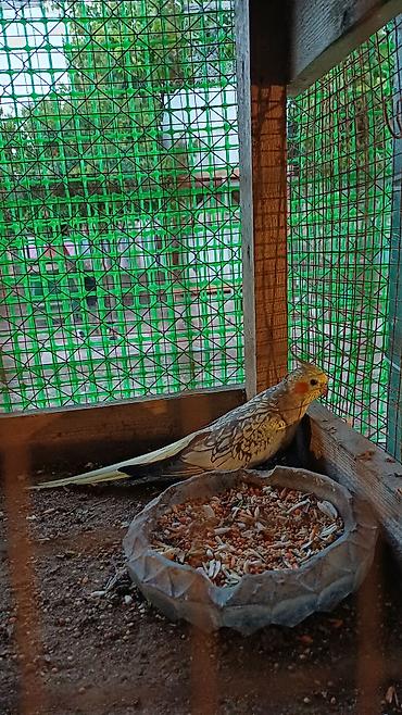 qəfes: Nymph paraket (Cockatiel) – sarı-boz rəngli, yanaqlarında narıncı — 5