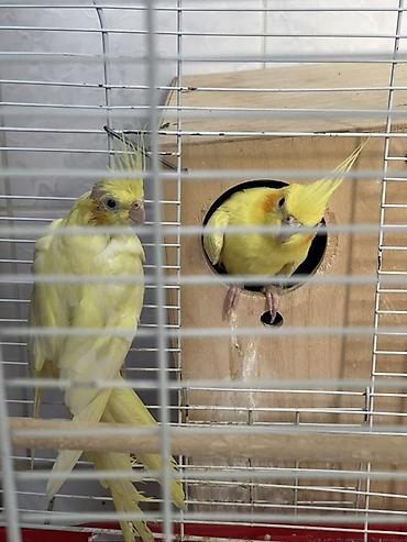 lutino: Məhsul: Nimfa (Cockatiel) cütü və qəfəsi Yumurtlayan quşlardır. - — 3