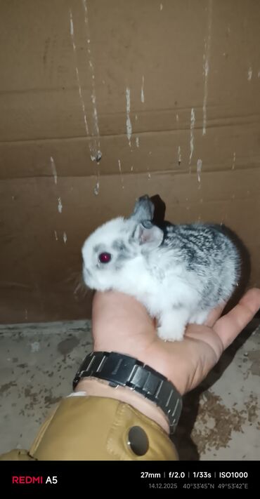 Gəmiricilər: Salam dovşan balaları satılır. Sevdiklərinizi yeni ilde sevindirmək — 1