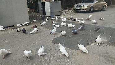 Müxtəlif rəng və görnüşlərdə göyərçinlər. Şəkildə ağ, qara, boz