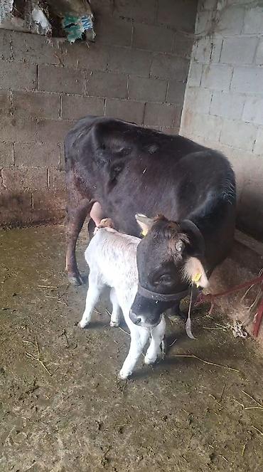 Козы, козлы: Продаю | Коза (самка) | Полукровка | Для молока — 14