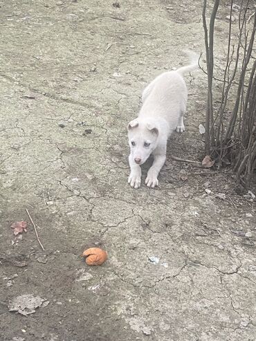 malamut xaski: Xaski, 1 ay, Dişi