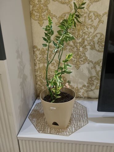 алоэ растение: Цветок для офиса