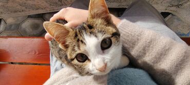 Pişiklər: Tabbi, Dişi, Yaxşı əllərə, Pulsuz çatdırılma — 7