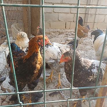 животний: Продаю | Куры | Для разведения — 1