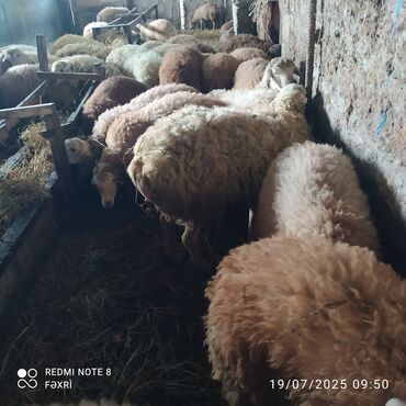 arpa toxumu satışı: Əmlik quzular satılır qiyməti 9.50 qəpik 0505971919 zəng edib ətraflı