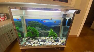 Daxili işıqlandırma və filtrləmə sisteminə malik şüşə akvarium