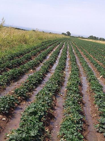 Другие специальности: Жумушчулар керек ; жумуш дыйканчылык,Клубника,малина — 23