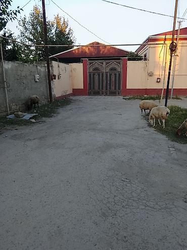 Рогатый скот: 6dene boğaz qoyun ünvan Masazır — 2