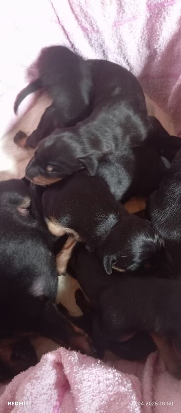 İtlər: Doberman, 2 ay, Dişi, Sənədli, Ünvandan götürmə