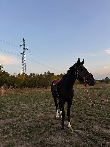 продаю бык самец на откорм привязанные бык молодняк крс масть черная тип мясного направления корпус широкий глубокий грудной отдел хорошо развитые окорока ровная спина крепкие конечности рога небольшие содержится: Продаю | Конь (самец), Жеребец | Полукровка | Конный спорт | Племенные — 1