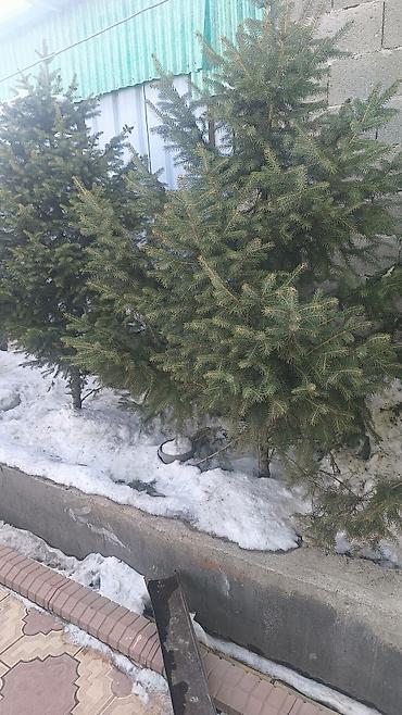 Ель: Ели/сосны для озеленения участка. Описание: - Живые хвойные деревья — 4