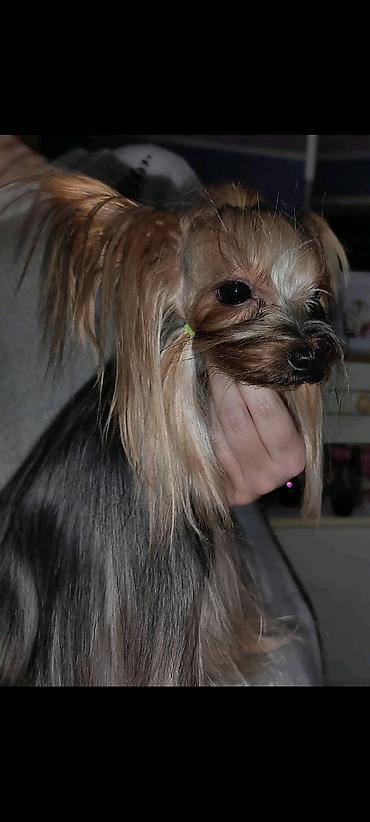 Psi: Jorkšir terijer – štenci iz kućnog legla majka ima kilo i po otac 980 — 11