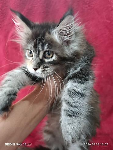 котёнок в хорошие руки: Мейн-Куны!!!🥰🥰🥰 Продаются Чистокровные,Шикарные котята!Три девочки — 8