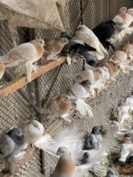 домашние птицы: Голуби декоративных и летных пород (разные окрасы)