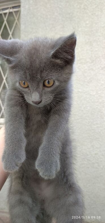 кот серый: Отдам котят в добрые и заботливые руки. Им 3 месяца, от блох и глистов
