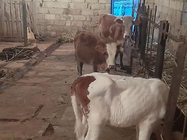 Mal-qara: 900 Manatdan 2000 manata kimi Cins buzov dana Düye — 2