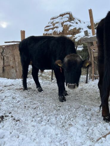Коровы, быки: Продаю | Бык (самец) | Ангус | На откорм | Племенные — 7