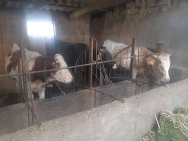 10926 объявлений: Продаю бычков + 1 одну телеку