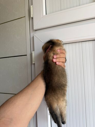 Pişiklər: Şotland yastı qulaq, Erkək, Dişi, Yaxşı əllərə, Ünvandan götürmə, Pulsuz çatdırılma, Ödənişli çatdırılma — 211