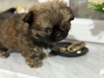 İtlər: Pekines, 2 ay, Dişi, Peyvəndli — 6