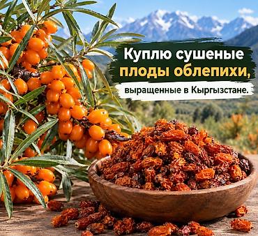 Облепиха