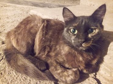дом для котов: Кошка даром: Беспородная, 1 год, Девочка, Приучена к лотку, Проглистована