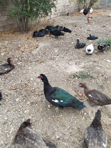 Ördəklər: Amerkan zumrudu lal ordeklerin 5 Ayliq ve 4 Ayliq balalari satilir — 7