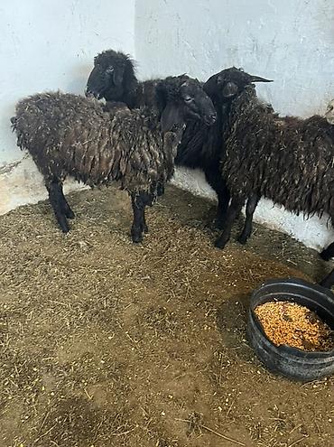Баран, овца: Продаю | Овца (самка) | Для шерсти | Ярка — 4