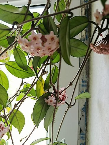 hoya gulu: Hoya carnosa (Vaxtı-vaxtında çiçəkləyən mum gül) – sarmaşıq tipli otaq — 1