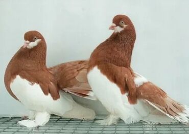 птицы голуби: Голуб ленточные взрослые пары