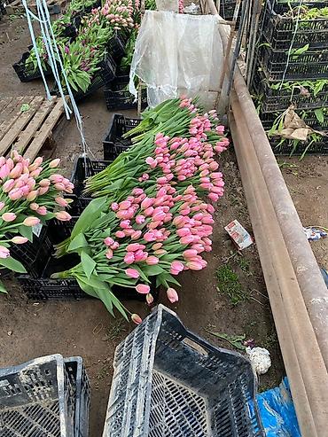 Цветы и букеты: Тюльпаны оптом с луковицей, срез «на луковице» из теплицы - 30 — 10