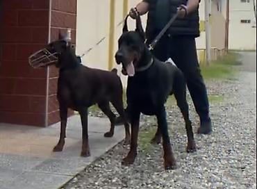 İtlər: Doberman, Dişi, Peyvəndli — 5
